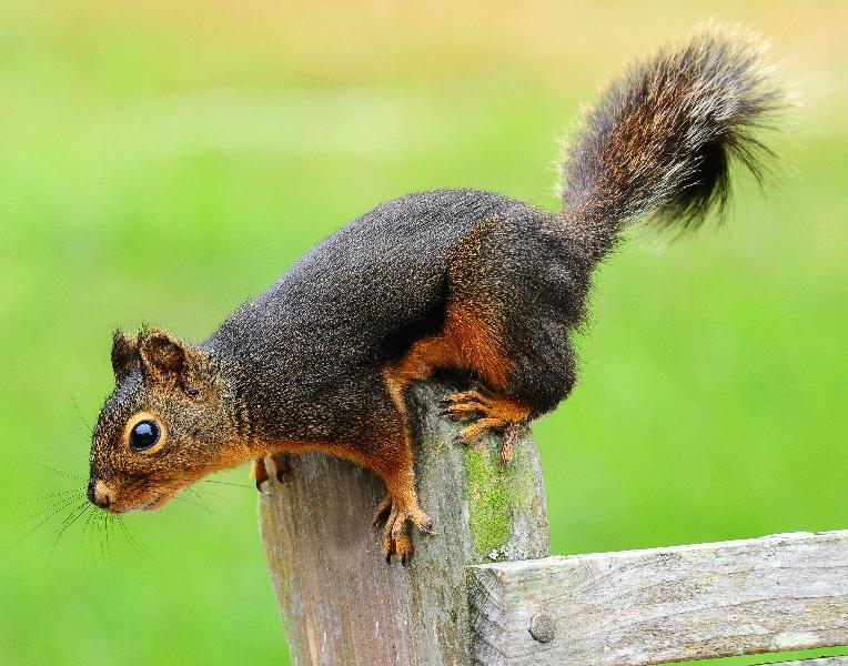 Douglas Squirrel