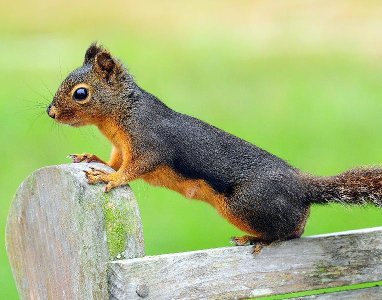 Douglas Squirrel