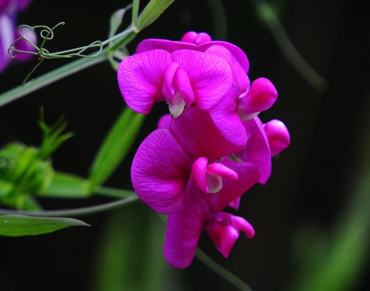 Sweet Pea