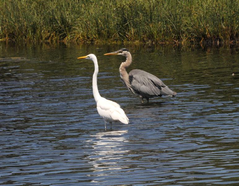 Great Egret and Blue Heron