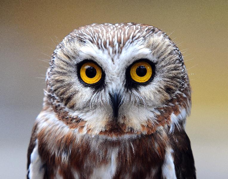 Saw-Whet Owl