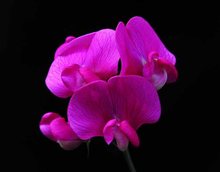 Sweet Pea