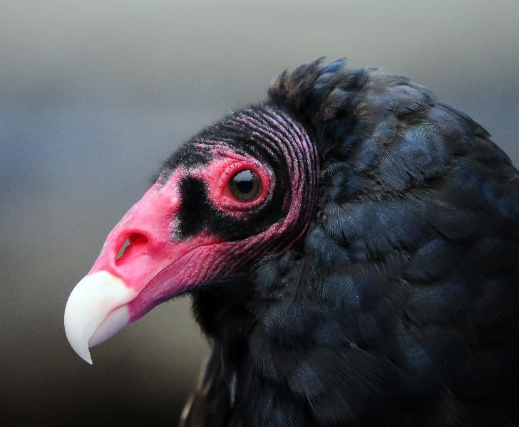 Turkey Vulture