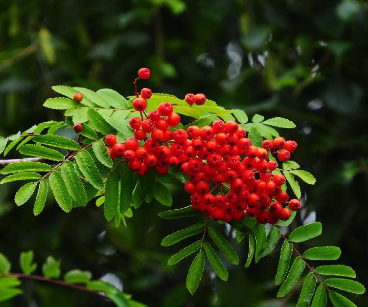 Unknown Berries