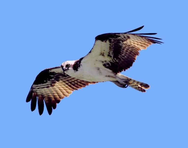 Osprey