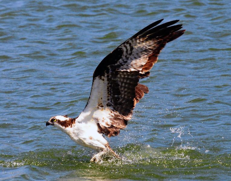 Osprey