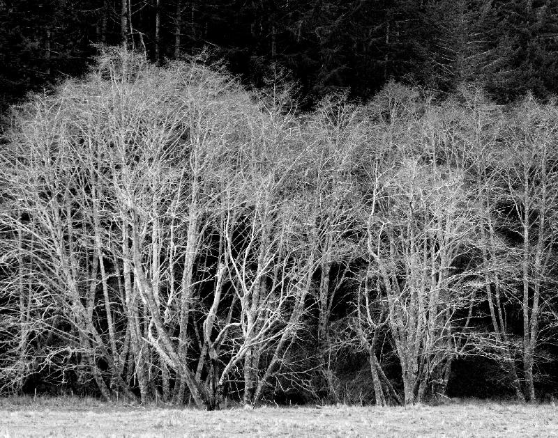 Alder Trees in Black and White