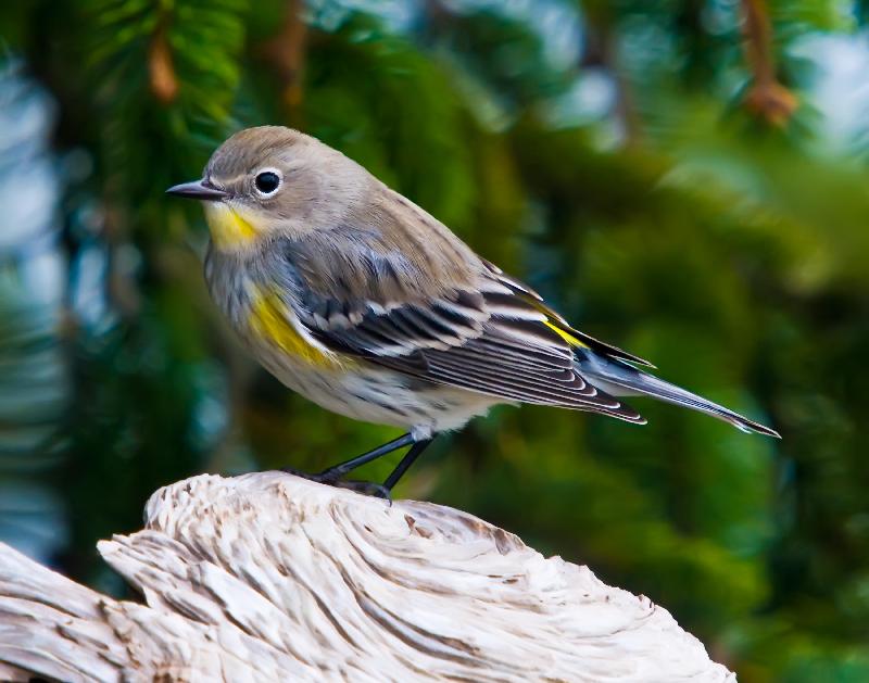 Yellow-Rumped Warbler