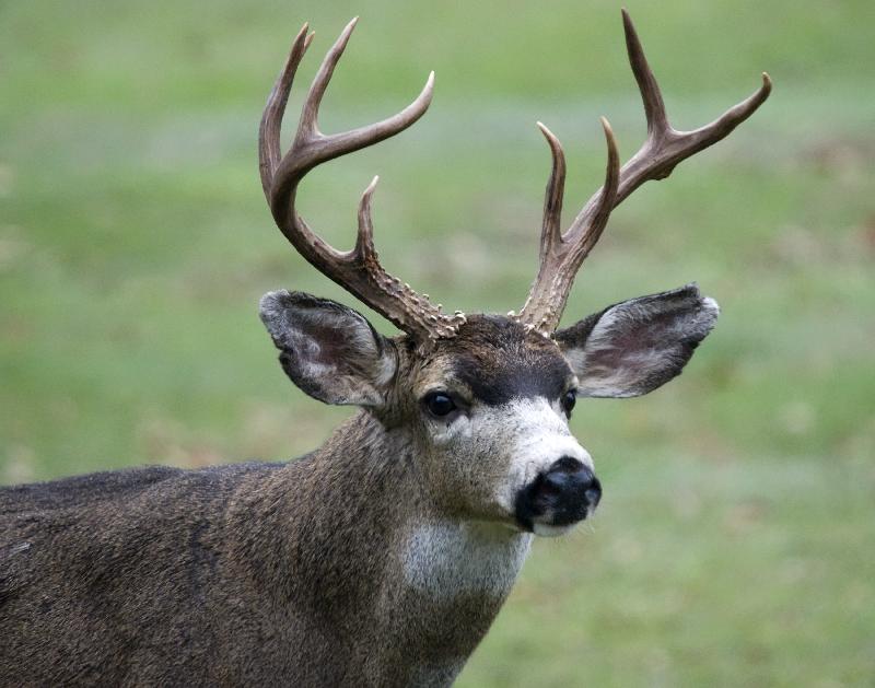 Black Tail Deer