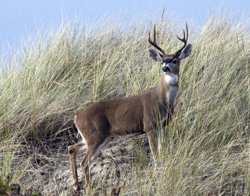 Black Tail Deer