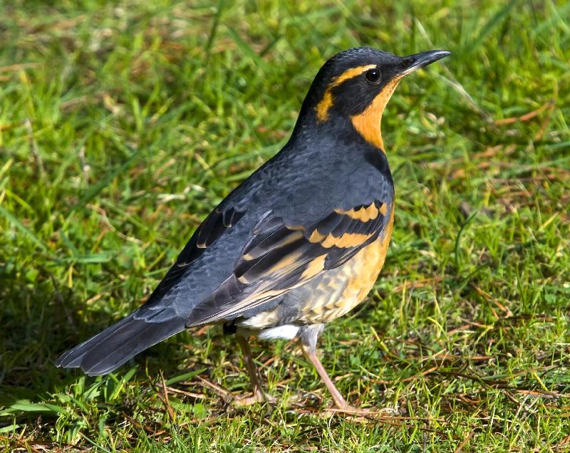 Varied Thrush