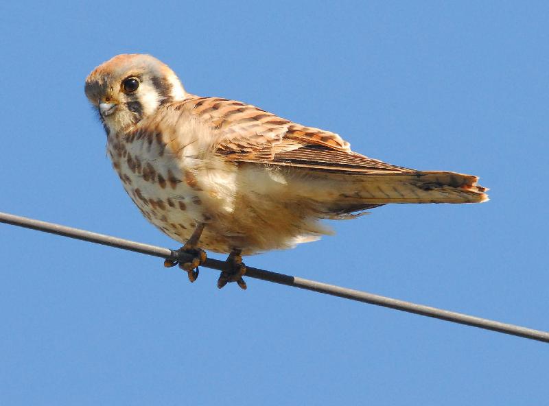 American Kestrel - Langlois, Oregon