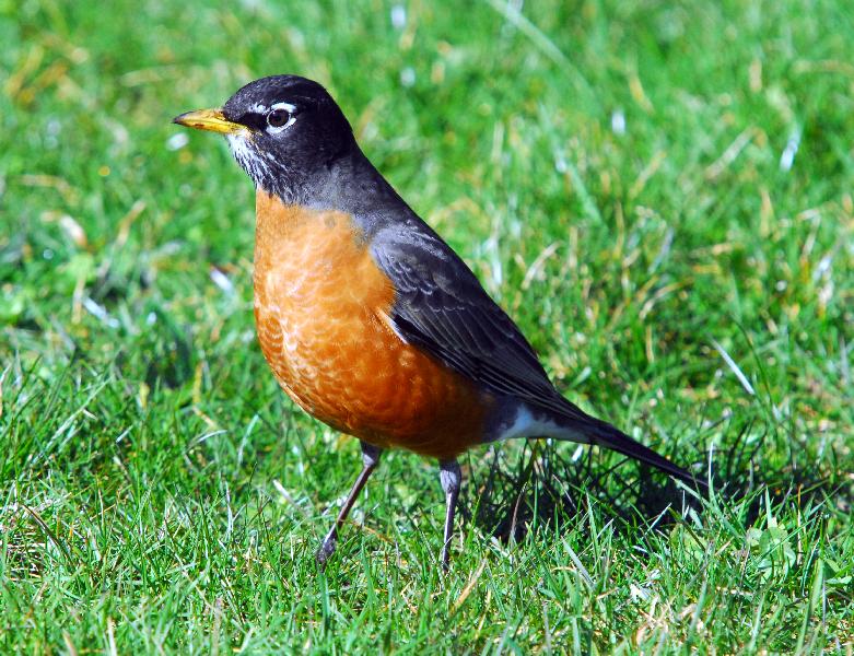 American Robin - Coos Bay, Oregon