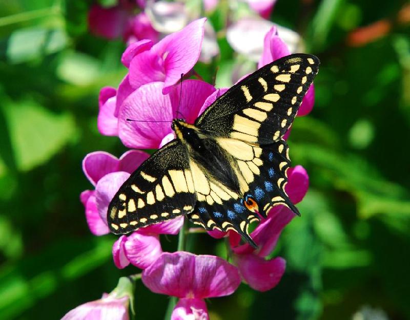 Anise Swallowtail Butterfly - Bandon, Oregon