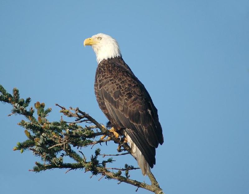 American Bald Eagle - Bandon, Oregon