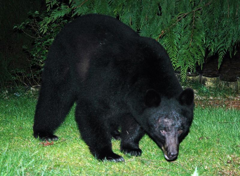 Black Bear - Florence, Oregon