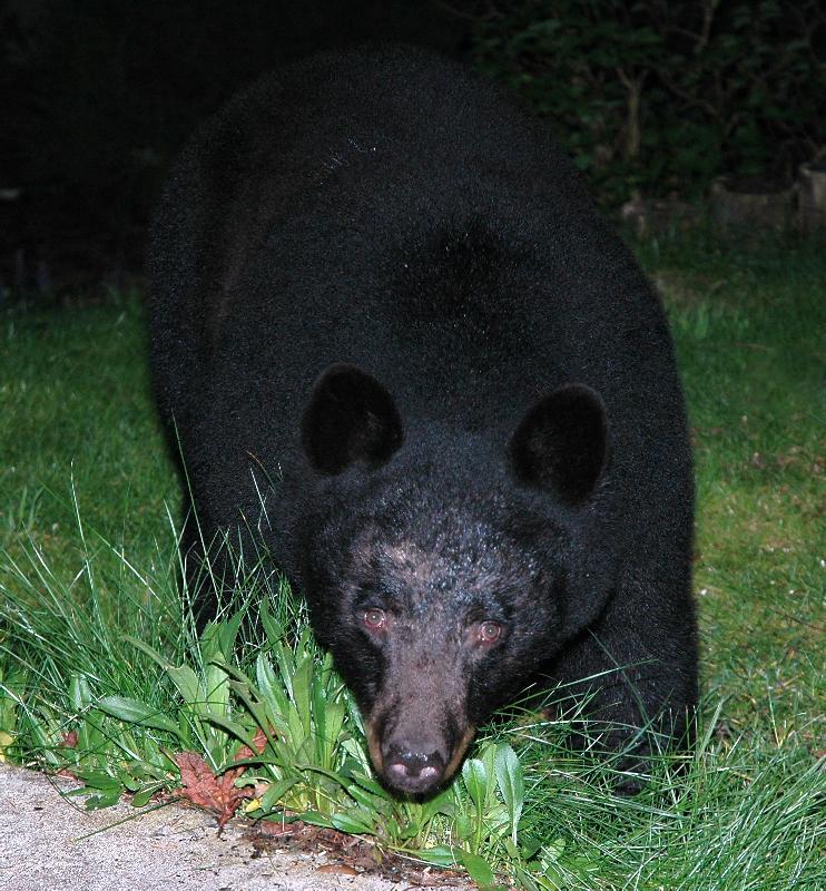 Black Bear - Florence, Oregon