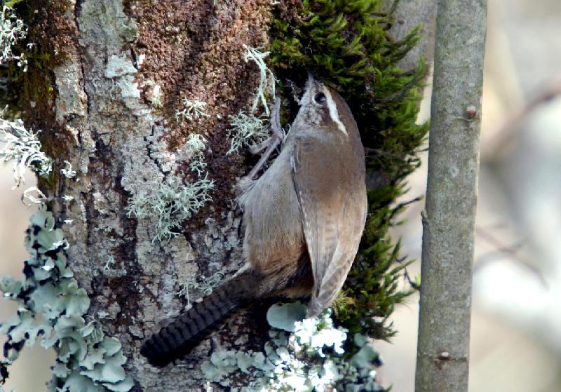 Bewick's Wren - Bandon, Oregon