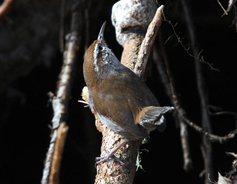 Bewick's Wren
