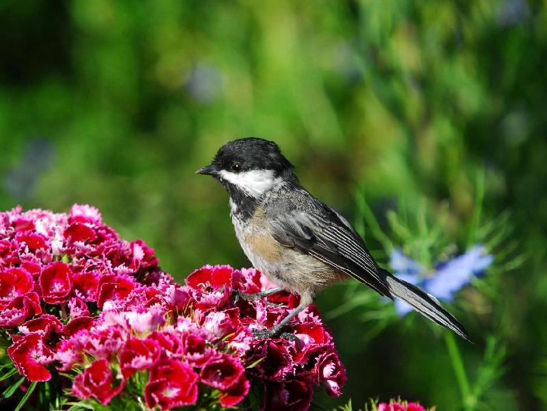 Black-Capped Chickadee - Bandon, Oregon