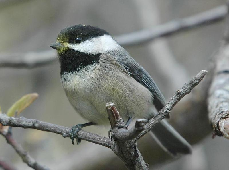 Black-Capped Chickadee - Bandon, Oregon