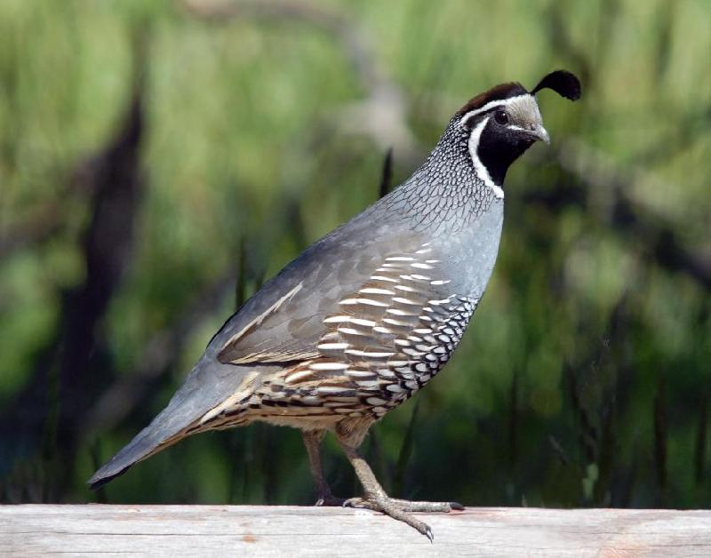 California Quail - Bandon, Oregon