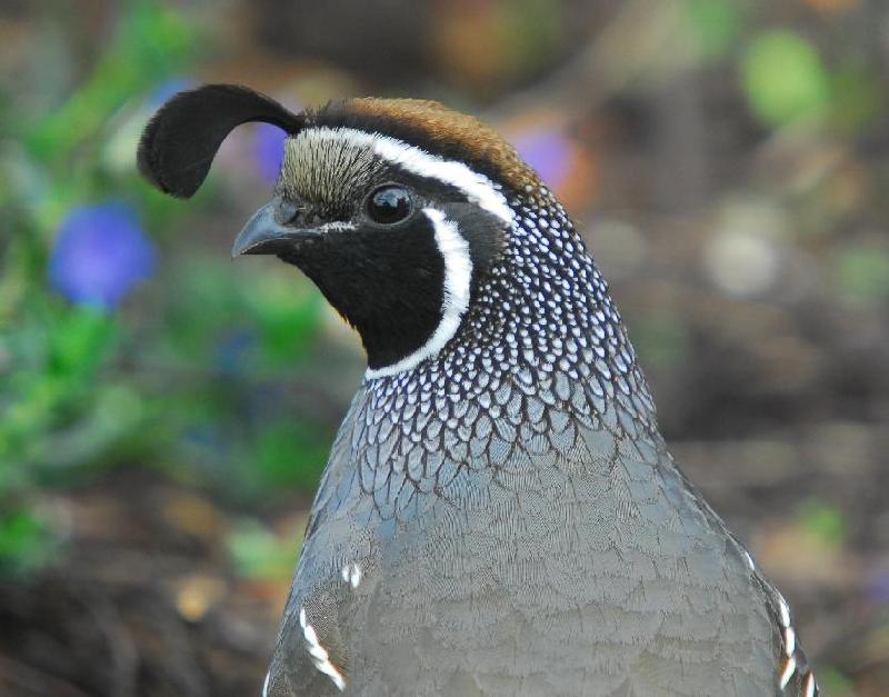California Quail - Bandon, Oregon