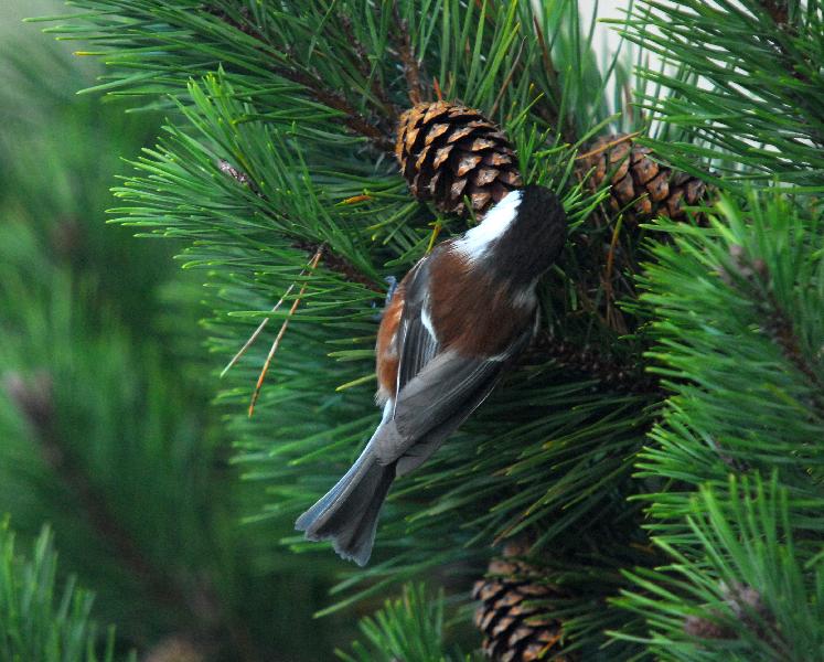 Chestnut-Backed Chickadee - Bandon, Oregon
