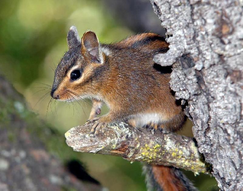Chipmunk - Bandon, Oregon