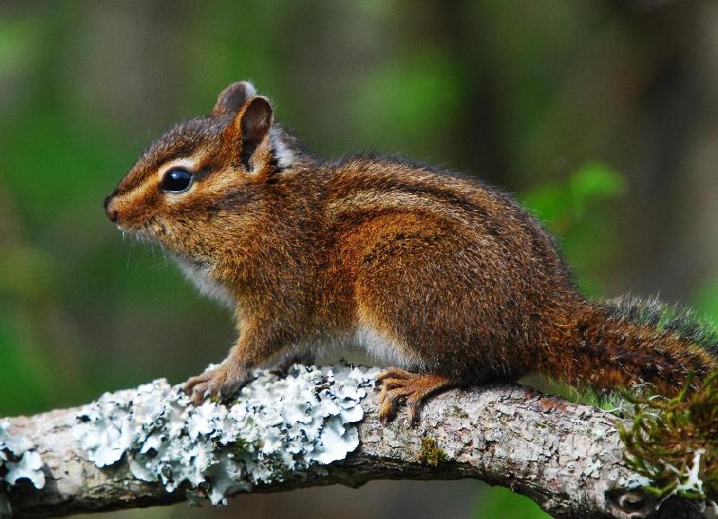 Chipmunk - Bandon, Oregon