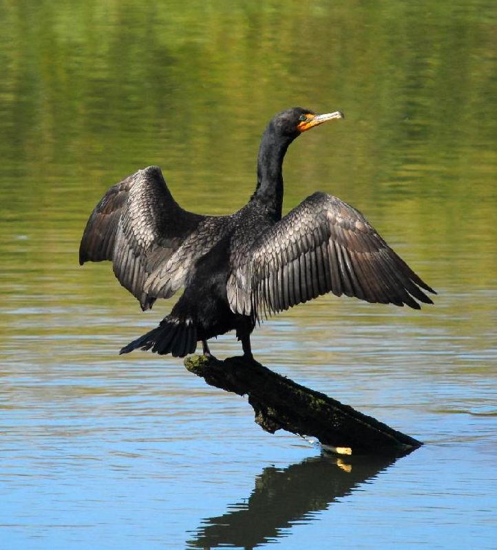 Brandt's Cormorant - Bandon, Oregon