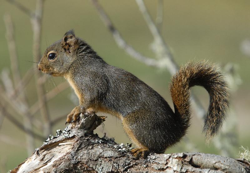 Douglas Squirrel - Bandon, Oregon