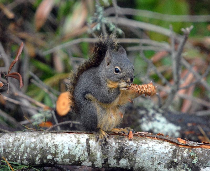 Douglas Squirrel - Bandon, Oregon