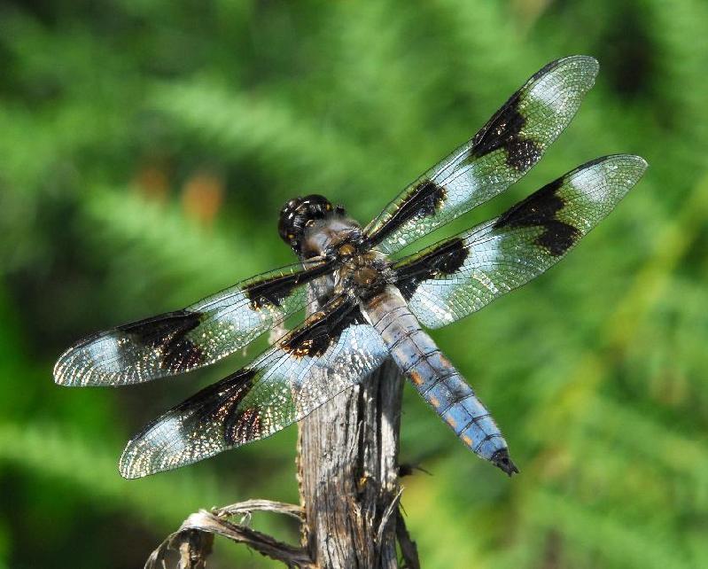 Dragonfly - Bandon, Oregon