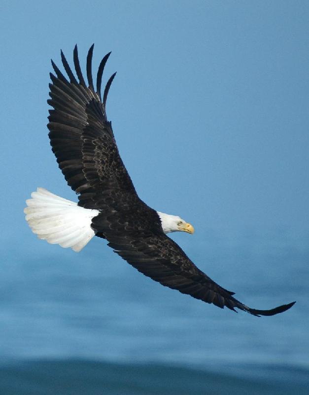 American Bald Eagle - Bandon, Oregon