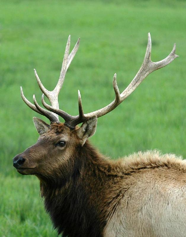 Elk - Dean Creek - Reedsport, Oregon