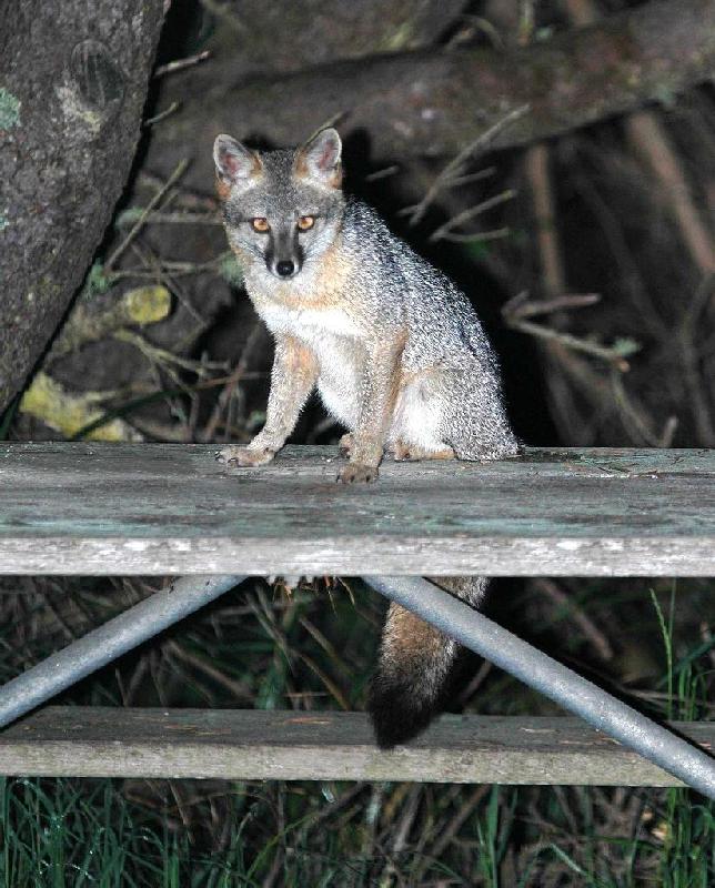 Fox - Bandon, Oregon