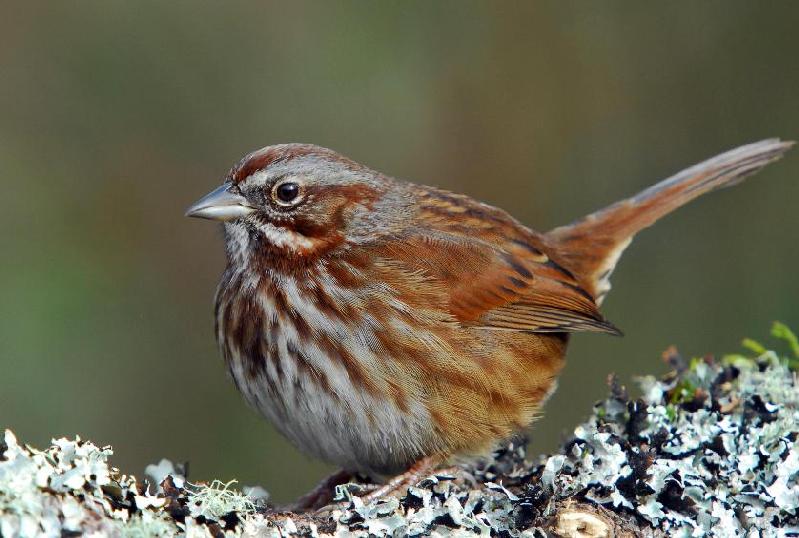 Fox Sparrow - Bandon, Oregon