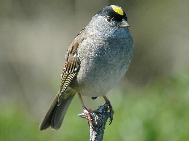 Golden-Crowned Sparrow