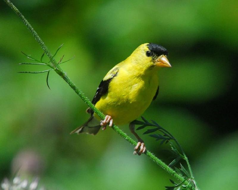 American Goldfinch - Bandon, Oregon
