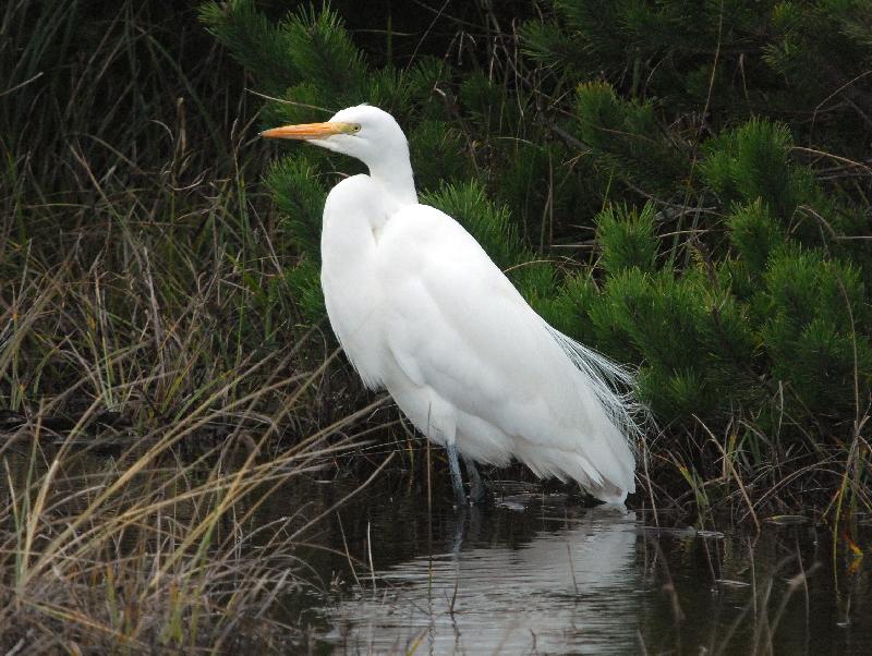 Great Egret - Bandon, Oregon