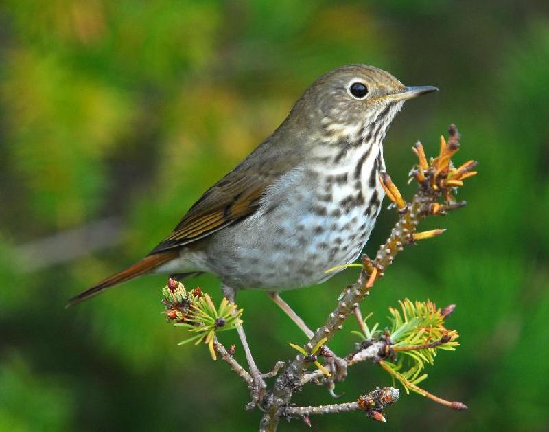 Hermit Thrush - Bandon, Oregon
