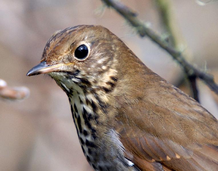 Hermit Thrush - Bandon, Oregon