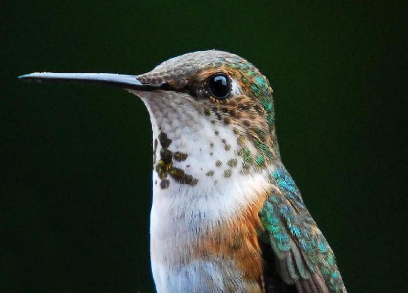 Hummingbird