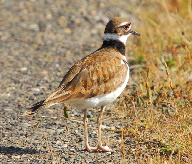Killdeer - Bandon, Oregon