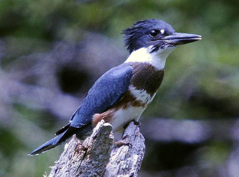 Kingfisher