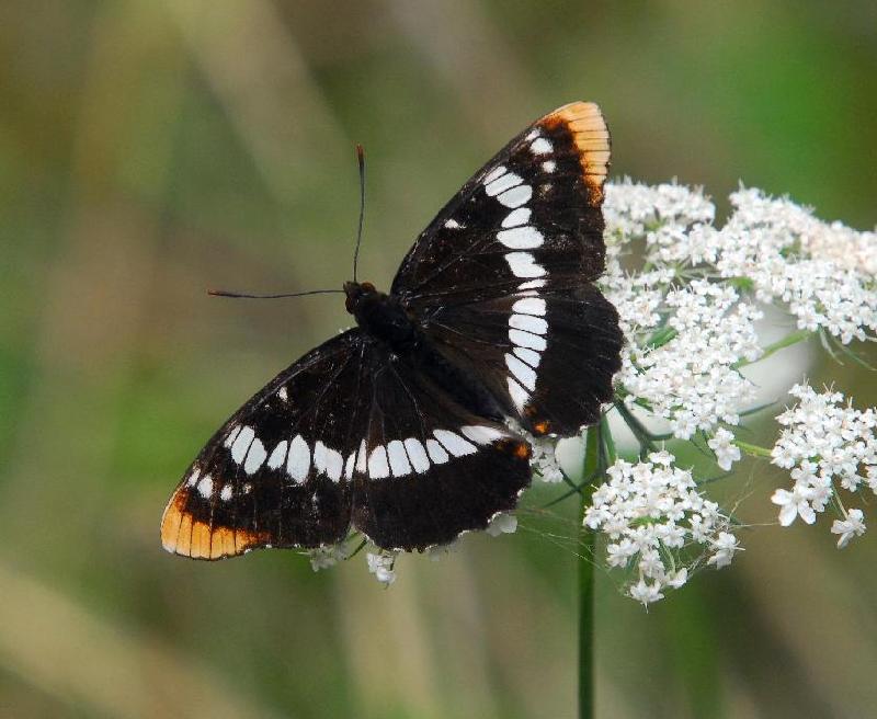 Lorquin Butterfly - Bandon, Oregon