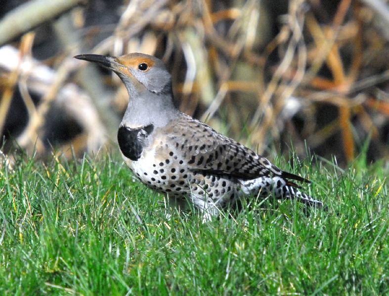 Northern Flicker - Coos Bay, Oregon