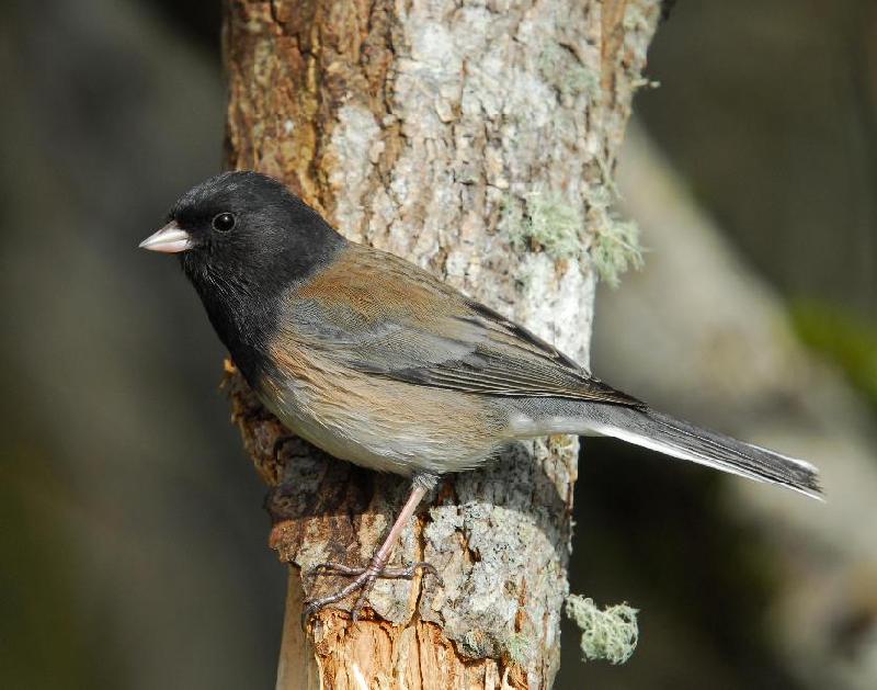 Oregon Junco - Bandon, Oregon