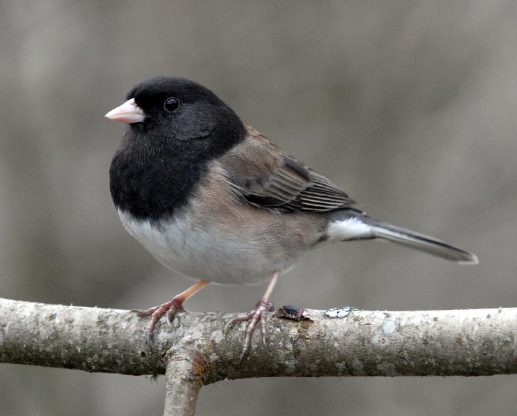 Oregon Junco - Bandon, Oregon